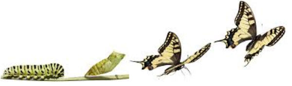 Lifvation F&B division overhauls menu in preparation for overseas expansion